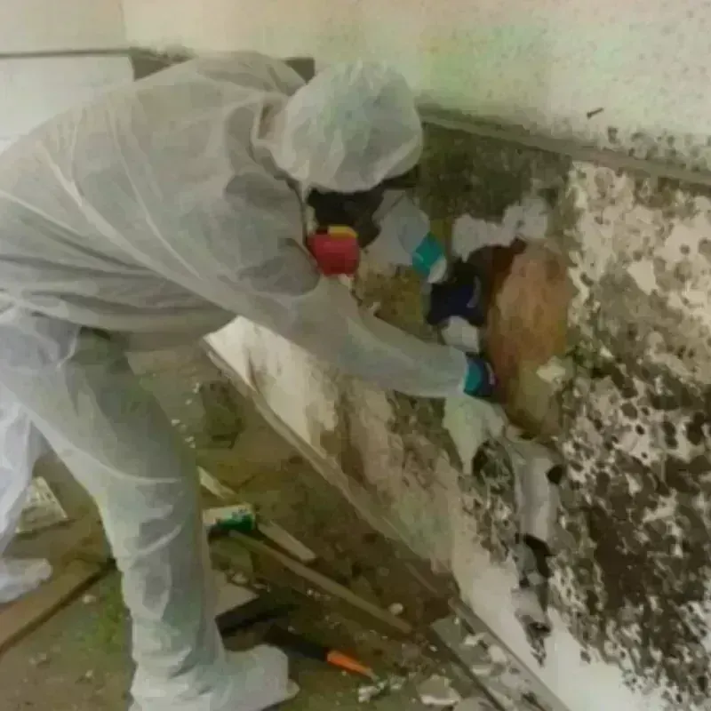 Best Mold Remediation and Removal Service in Granville South, OH